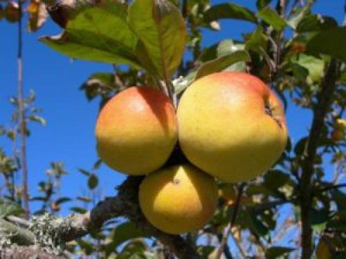 Уход за яблоней осенью