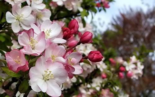 Плодовая гниль яблони народные средства. Вредители яблони
