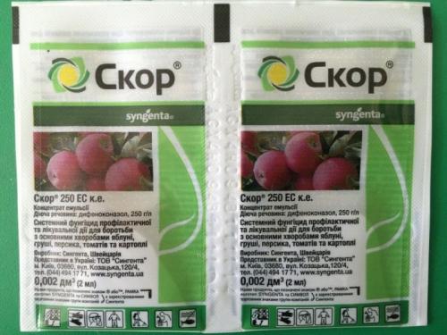 Болезни яблонь на листьях. Парша