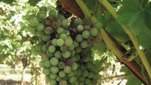 Оидиум винограда меры борьбы. Признаки заражения винограда