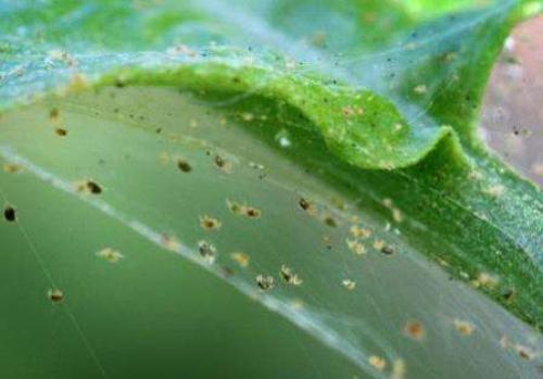 Вредители смородины –, как определить?