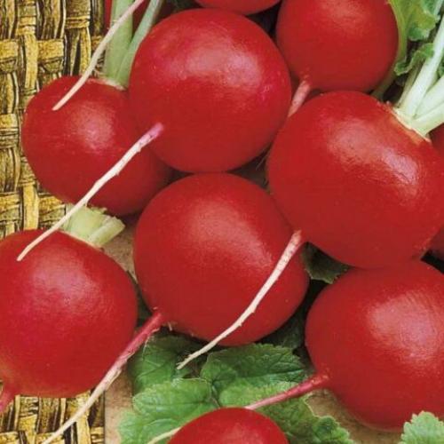 Редис который не стрелкуется. Самые лучшие ранние сорта редиса для открытого грунта и посадки в теплицы