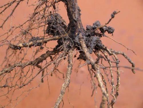 Выращивание винограда. Как стать виноградарем