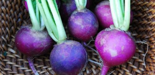 Сорта редиса устойчивые к стрелкованию. Красные сорта 13