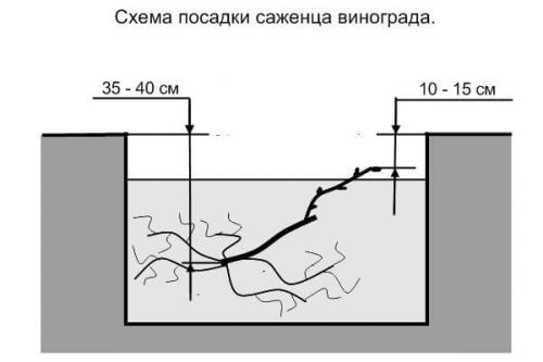 Выращивание винограда. Как стать виноградарем