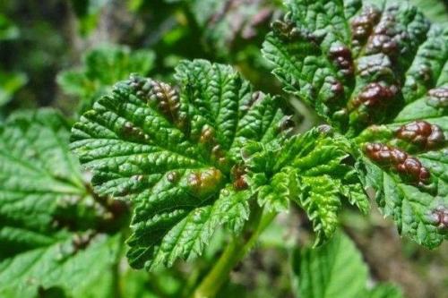 Борьба с ржавчиной смородины. Причины и признаки появления