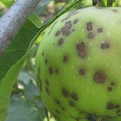 Болезни яблони на стволе. Как бороться с лишайниками, мхами и грибами на яблоне