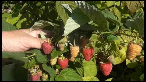 Размножение ремонтантной малины семенами. Размножение ремонтантной малины: как развести и размножить малину ремонтантную.