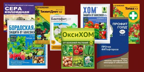 Обработка винограда ранней весной. Весенняя обработка винограда от болезней – этапы и список препаратов