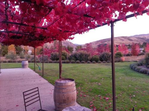 Когда виноград дает первый урожай. Время начала плодоношения у кустарников 08 Когда виноград дает первый урожай. Время начала плодоношения у кустарников 08