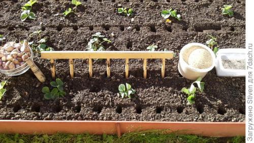 Приспособление для посадки чеснока. Супер приспособление для посадки чеснока