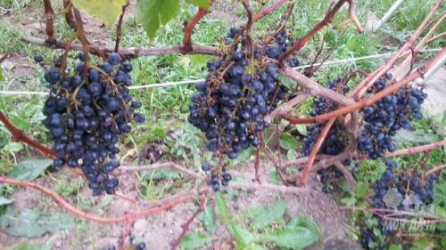 Сорт винограда аглая. Выбор сорта винограда на лето.