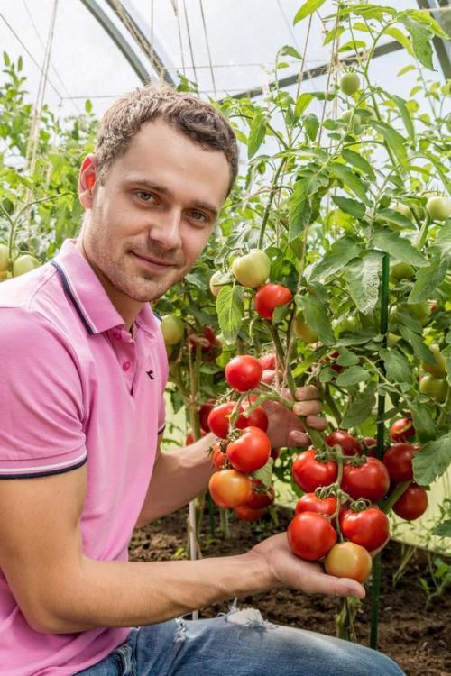 Томат Любаша высота. Знакомьтесь - фантастический томат ЛЮБАША F1!