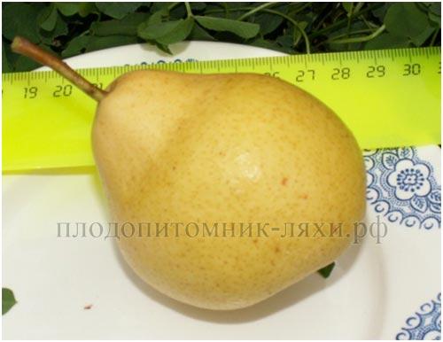 Сорта ГРУШИ для тверской области. Груша для тверской области сорта