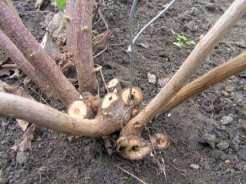 Стеклянница на малине. Смородинная стекляница губит ягодные кустарники, как бороться?