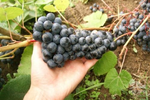 Сорт винограда аглая. Выбор сорта винограда на лето.