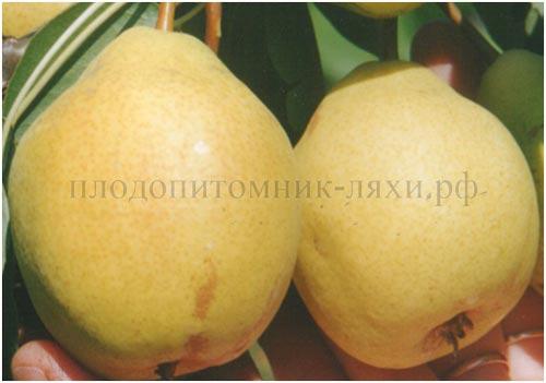 Сорта ГРУШИ для тверской области. Груша для тверской области сорта