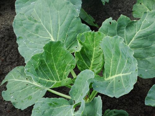 Когда перестают поливать капусту. Как правильно поливать белокочанную капусту в открытом грунте