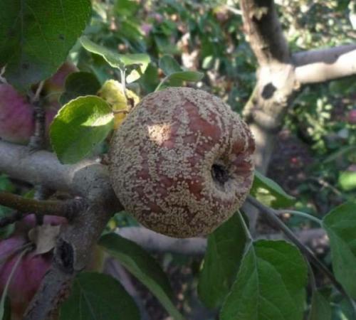 На яблоне гнилые яблоки, что делать. Почему яблоки гниют прямо на дереве и что с этим делать