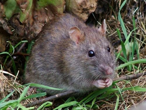 Как избавиться от мышей в саду и огороде. Как избавиться от мышей и крыс на даче навсегда? Рабочие методы и средства против грызунов