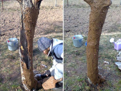 Оголенный ствол яблони. Лечение поврежденного ствола яблони: эксперимент