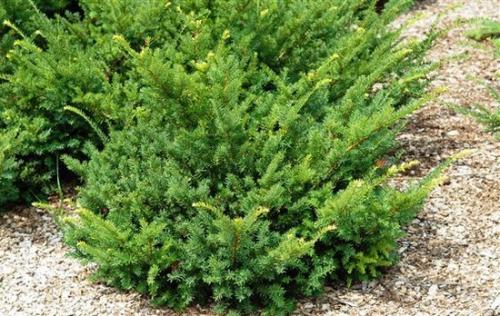 Что посадить в тени забора форум. Что посадить в тени на даче. Тенелюбивые растения: каталог