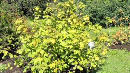 Листья смородины желтеют и сохнут, что делать. Почему желтеют и сохнут листья на смородине? Как защитить растения!? 06