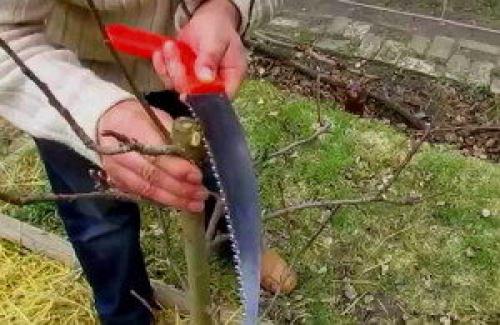 У колоновидной яблони сломалась верхушка. Формировка