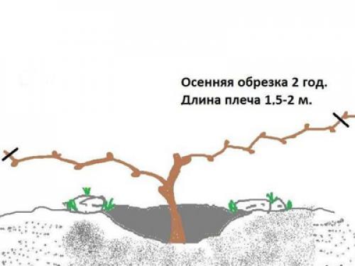 Виноград 2 год. Формирование куста винограда