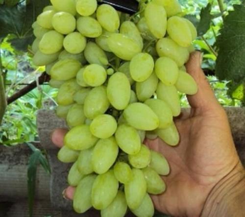 Что сделать, чтобы виноград дозрел. Что сделать, чтобы виноград созрел быстрее?