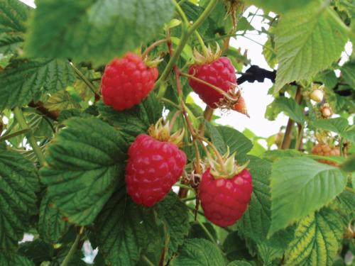 Всхожесть семян малины. Как развести малину из семян 