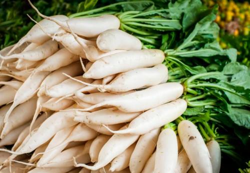 Сорта редиса устойчивые к стрелкованию. Красные сорта