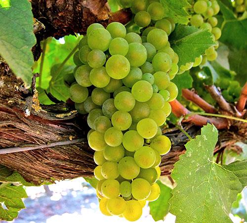 Все о винограде. Классификация винограда: виды и происхождение