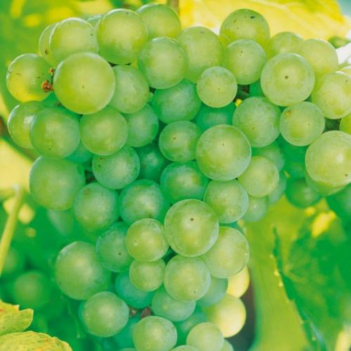 Как ухаживать за виноградом осенью. Боремся с болезнями и вредителями 03