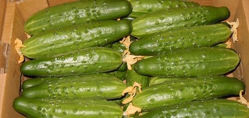 Сорта огурцов для ленинградской области для теплиц и открытого грунта. Сорта для теплиц