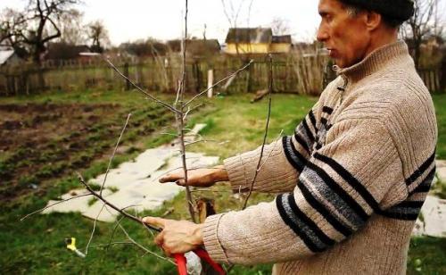 Когда сажать яблони в средней полосе. Когда лучше сажать яблоню