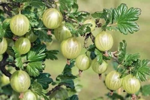 Антракноз крыжовника. Антракноз лечение крыжовника