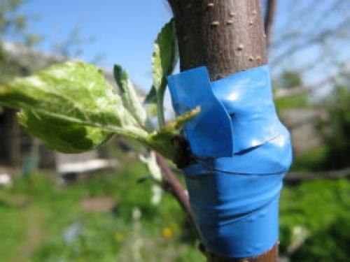 Как заставить плодоносить колоновидную яблоню. Полное отсутствие плодоношения