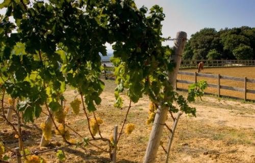 Обработка винограда от болезней на зиму. Сроки осенней обработки лозы
