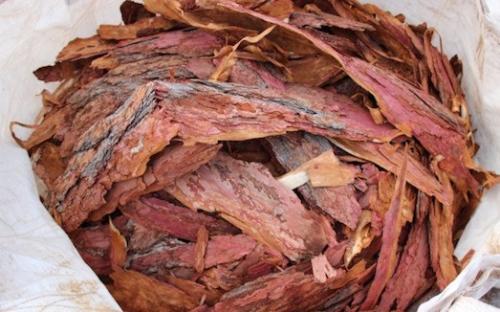 Кора лиственницы для чего пьют. Полезные свойства коры ливственницы