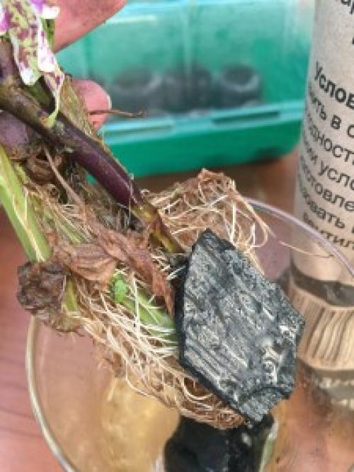 Мульчирование древесным углем. УГОЛЬ – ПОЛЕЗНЫЕ СВОЙСТВА ДЛЯ ПОЧВЫ