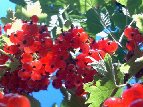 Листья смородины желтеют и сохнут, что делать. Почему желтеют и сохнут листья на смородине? Как защитить растения!? 07