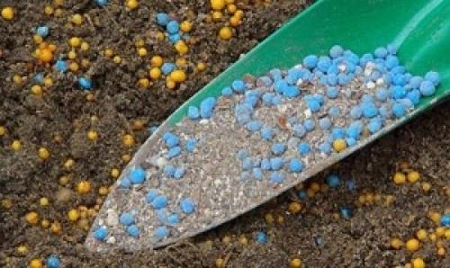 Чем подкормить колоновидные яблони осенью. Как вырастить?