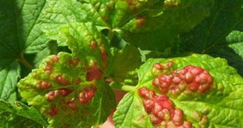 Засыхают ветки смородины с ягодами. Смородина засыхает вместе с плодами - причины и способы лечения