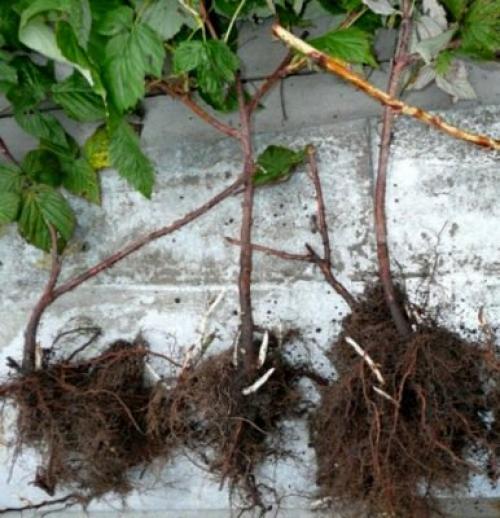 Разведение малины черенками осенью. Размножение малины черенками