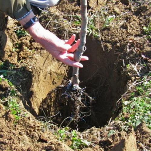 Яблоня колоновидная, как сажать. Колоновидная яблоня: как сажать и обрезать 03