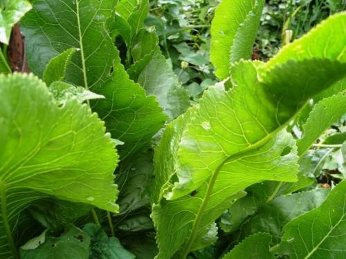 Как уничтожыть хрен с огорода. Как вывести хрен с огорода: сложности, эффективные методы