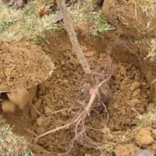 Как правильно выбрать место для посадки груши. Выбор места и посадка груши