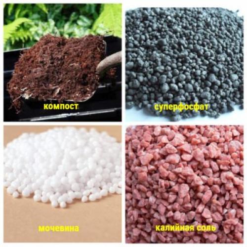 Пересадка малины весной на новое место. Выбор и подготовка места