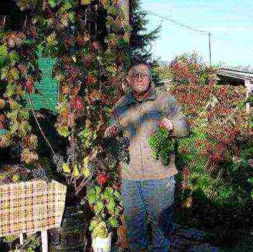 Неукрывной виноград в Ленинградской области. Какие сорта бывают?